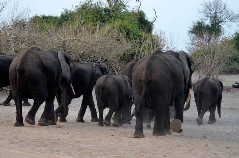 41 - Botswana - elefantes - parque nacional de Chobe